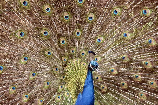 plumes de paon affichées
 - Photo, image