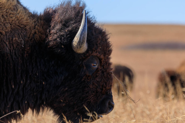 bizon americký - Fotografie, Obrázek