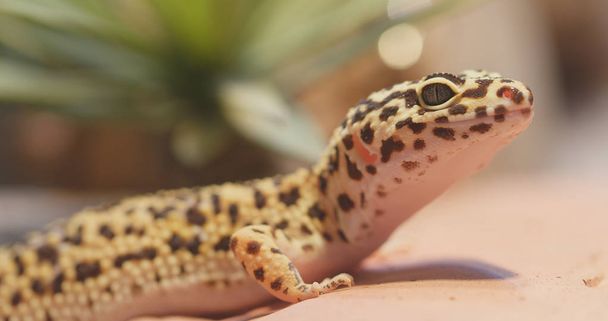 Cętkowany Lampart Gecko z bliska   - Zdjęcie, obraz