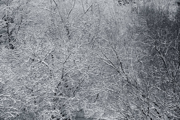 Karla kaplı kış dalları - Fotoğraf, Görsel