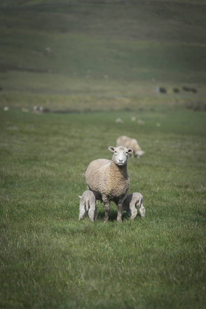 Owce w gospodarstwie, Polska - Zdjęcie, obraz