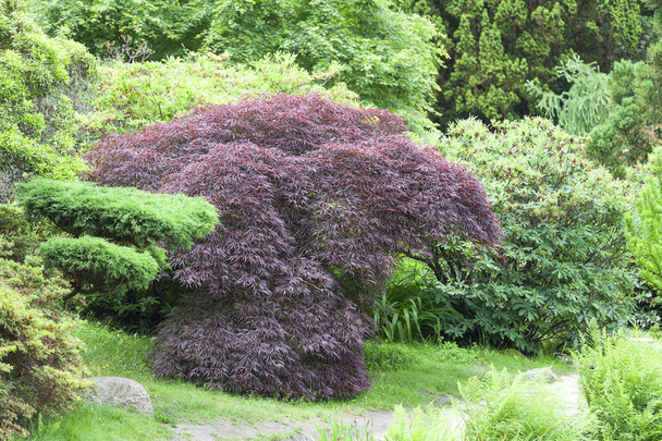 Японський сад в літній, екзотичні рослини, Вроцлав, Польща - Фото, зображення