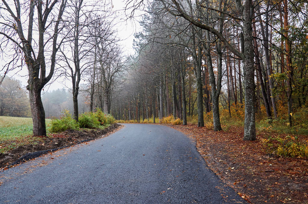 A deserted road in an autumn park. - Foto, Imagen