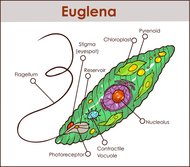 Vector Euglena Cross Section Diagram representatieve protisten eug - Vector, afbeelding