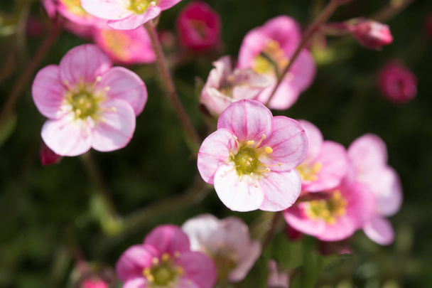 ピンク色のユキノシタの花が緑の背景をぼかし - 写真・画像
