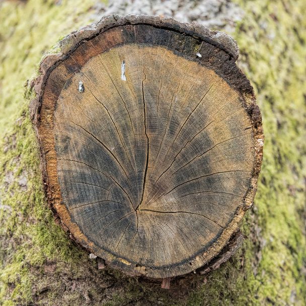  anillos anuales de tronco de árbol cortado en el bosque
 - Foto, Imagen
