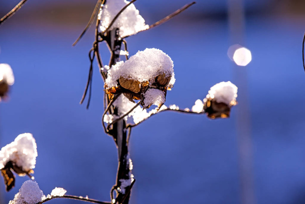 ogrodzenie z cap śniegu - Zdjęcie, obraz