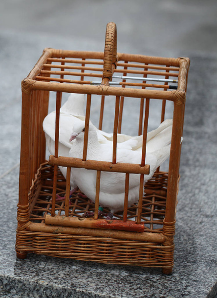 palomas blancas en una jaula de madera
 - Foto, Imagen