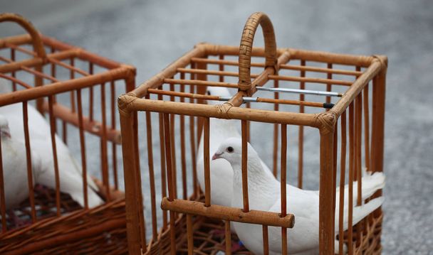 Белые голуби в деревянной клетке
 - Фото, изображение