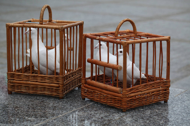 białe gołębie w klatce drewniane - Zdjęcie, obraz