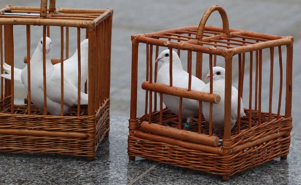 witte duiven in een houten kooi - Foto, afbeelding