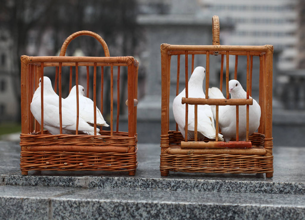 colombes blanches dans une cage en bois
 - Photo, image
