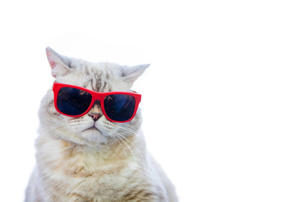 Portrait of cat wearing sunglasses isolated on white background - Fotó, kép