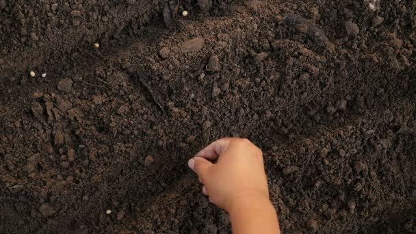 Primer plano de la siembra manual de soja en el suelo
 - Metraje, vídeo