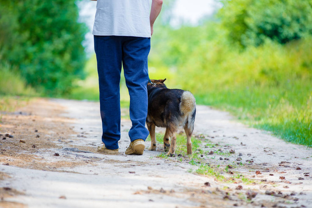 A man walking with a dog on a dirt road in summer - 写真・画像