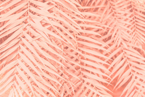 Pink plant - Zdjęcie, obraz