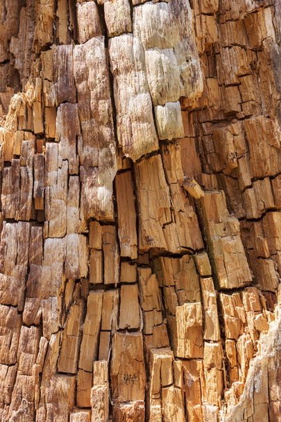 Inside rough bark of old tree textures, tree background - Photo, Image