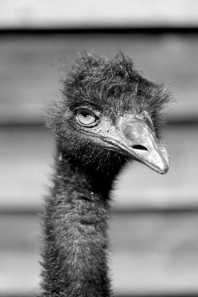 im park von australien der freie emu-vogel  - Foto, Bild