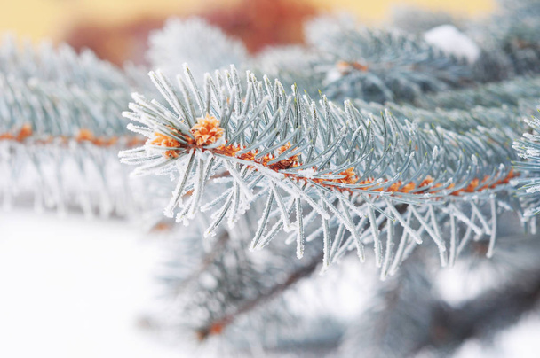 Colorado blue spruce with hoarfrost. Christmas tree with hoarfrost. - Photo, Image