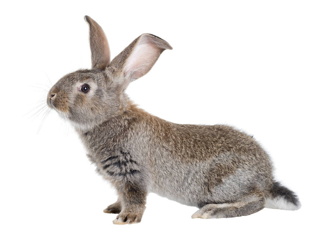 The Flemish Giant is a breed of domestic rabbit on white background. A series of images - Photo, Image