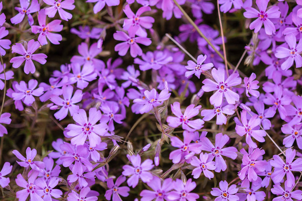 Planta púrpura Cojín Phlox Flores Cojín Flor
 - Foto, Imagen