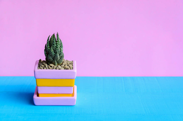 Cactus on the desk with pink wall background  - Photo, Image