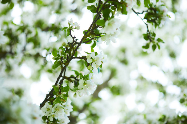 自然に咲くリンゴの木の枝  - 写真・画像