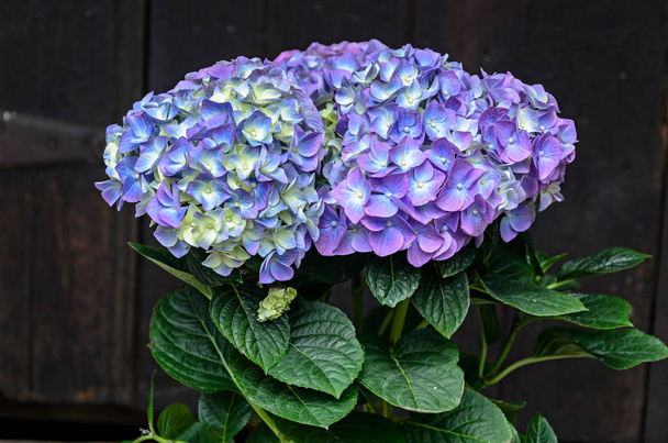Violet, mauve Fleurs d'hortensia dans un vase, pétales d'hortensia
 - Photo, image