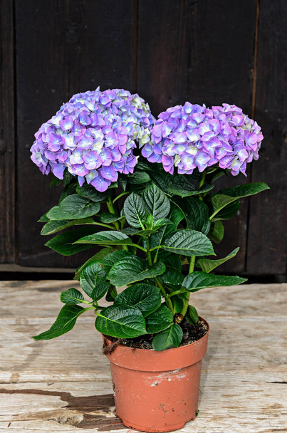 花瓶、オルテンシア花弁に紫、藤色のアジサイの花 - 写真・画像