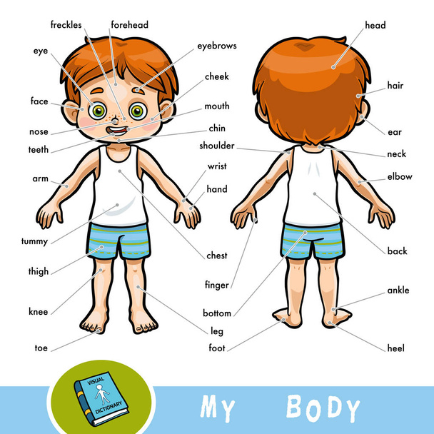 Dicionário visual para crianças sobre o corpo humano. O meu corpo parte para um rapaz
.  - Vetor, Imagem