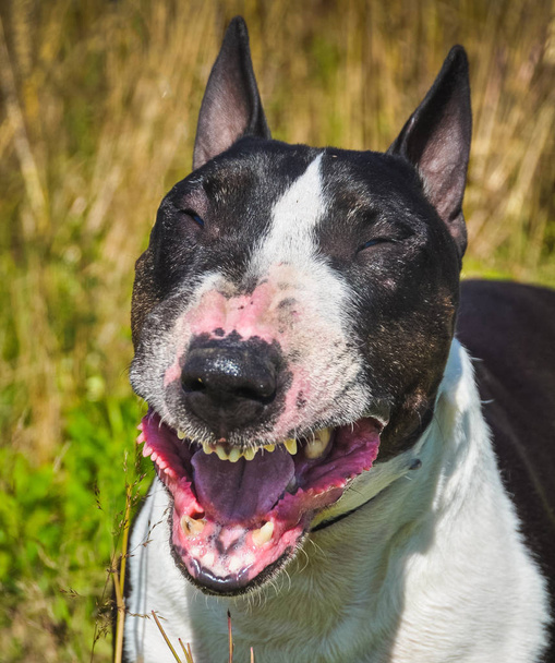 Bika telekkönyv kutya mosolyog - Fotó, kép