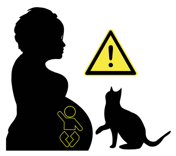 Toxoplasmosis during pregnancy. The parasites are getting transmitted by cats and can cause brain damage of the unborn baby - Photo, Image