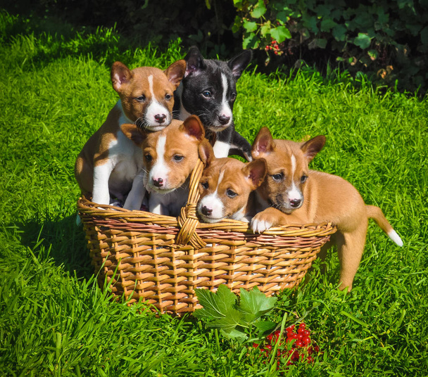 legrační psi štěně Basenji v koši na zelené trávě - Fotografie, Obrázek