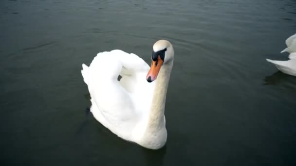 A city park, White swans swim in a river, Swans on the Vltava River, Swans in Prague, white swan floating in the water against the background of the bridge, video, sunny day - Footage, Video