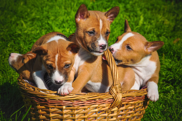 緑の芝生の上のバスケットに面白いバセンジー犬の子犬 - 写真・画像