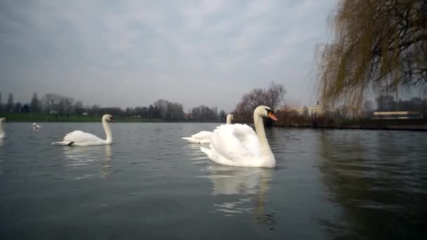 A city park, White swans swim in a river, Swans on the Vltava River, Swans in Prague, white swan floating in the water against the background of the bridge, video, sunny day - Footage, Video