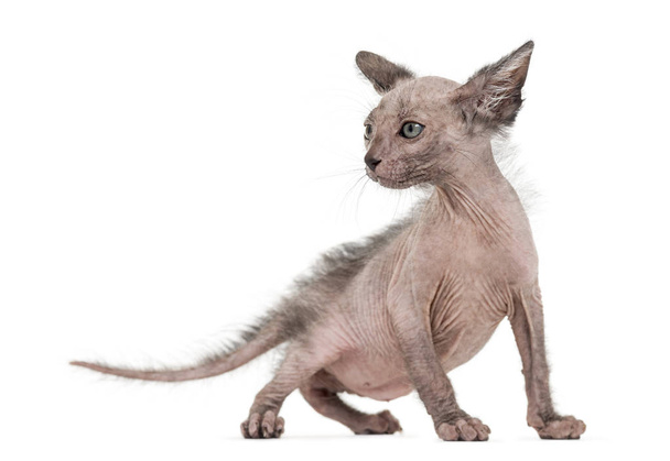Kitten Lykoi cat, 7 weeks old, also called the Werewolf cat agai - Photo, Image