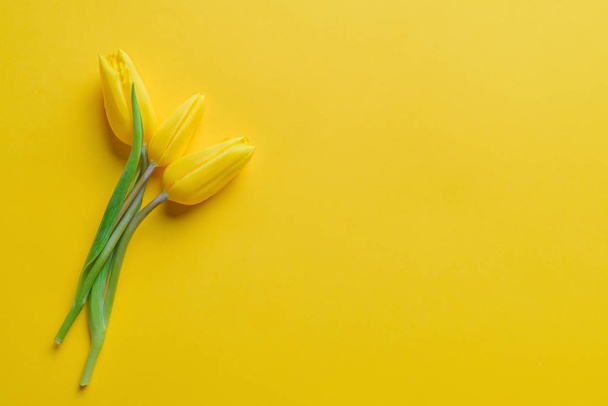 Yellow tulips on yellow background - Photo, Image