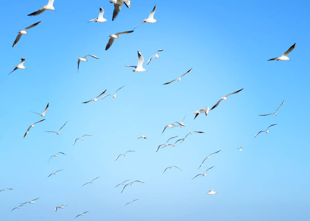 Чайки в небе - Фото, изображение