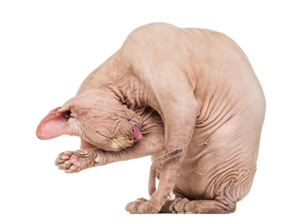 Sphynx Hairless Cat груминг на белом фоне
 - Фото, изображение