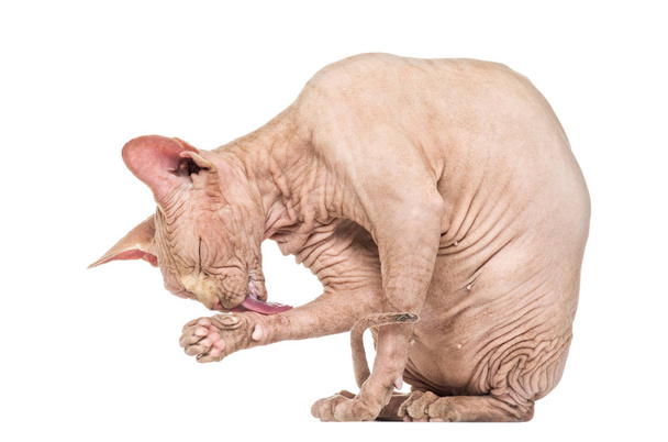 Sphynx Hairless Cat груминг на белом фоне
 - Фото, изображение