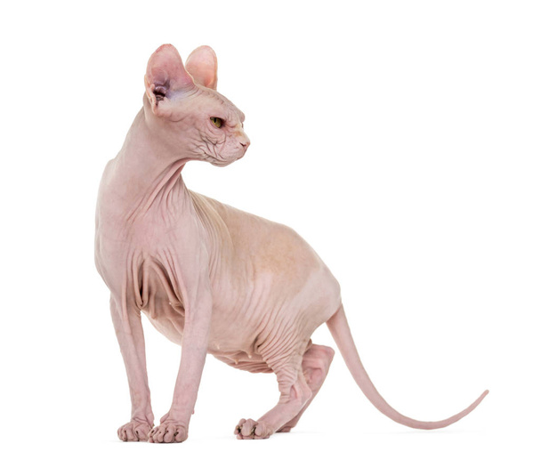 Sphynx, 4 years old against white background - Photo, Image