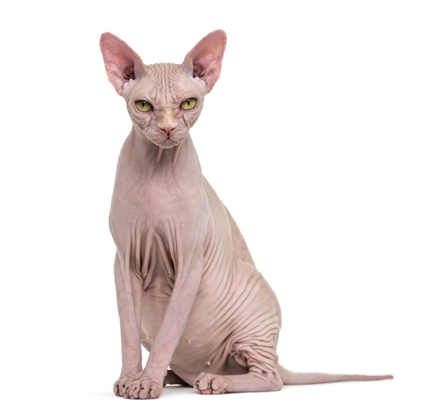 Sphynx, 4 years old, against white background - Photo, Image