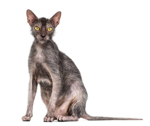 Lykoi cat, also called the Werewolf cat against white background - Photo, Image