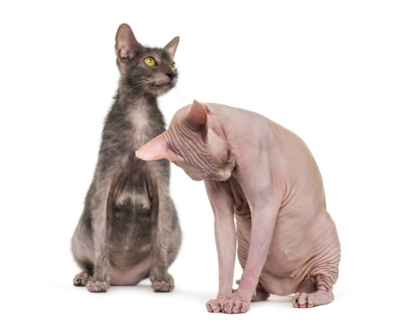 Lykoi cat, also called the Werewolf cat and grooming Sphynx Hair - Photo, Image