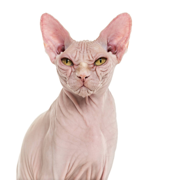 Esfinge Hairless Cat, 4 anos, contra fundo branco
 - Foto, Imagem