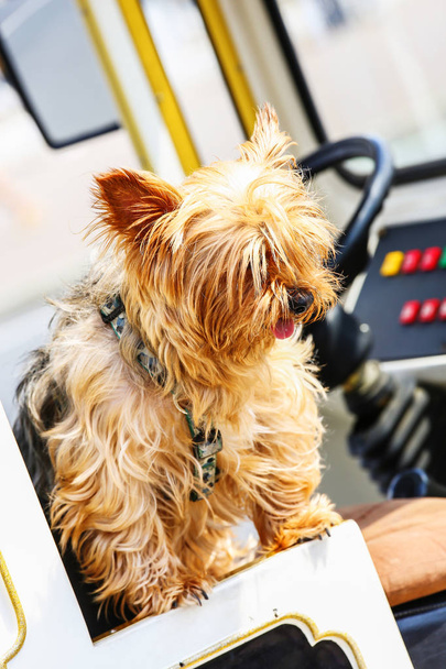 Pretty little yorkie sitting on the seat of a truck - Foto, Imagem