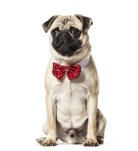 Pug in red bow tie sitting against white background - Zdjęcie, obraz