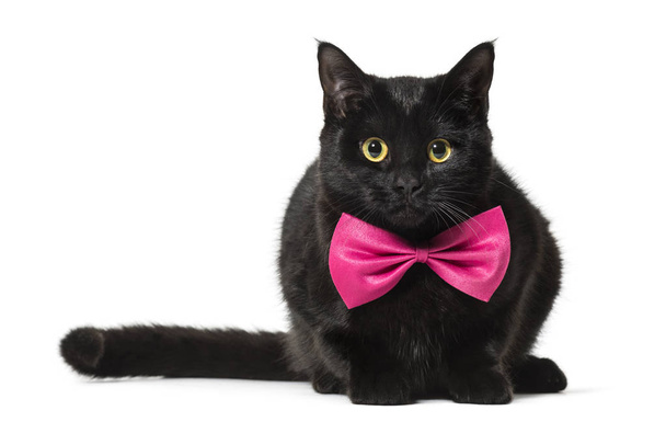 Mixed-breed cat in pink bow tie against white background - Photo, Image