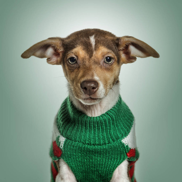 Jack Russell Terrier v zeleném svetru proti zeleným pozadím - Fotografie, Obrázek